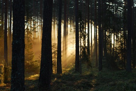 Skog i motljus med trädstammar i siluett och varmgult solljus som silar mellan dem.