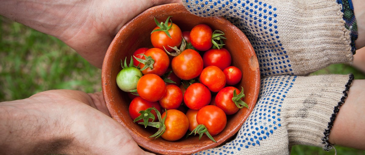 Bild på skål med tomater
